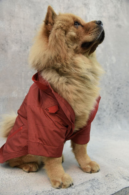 Dog Coats